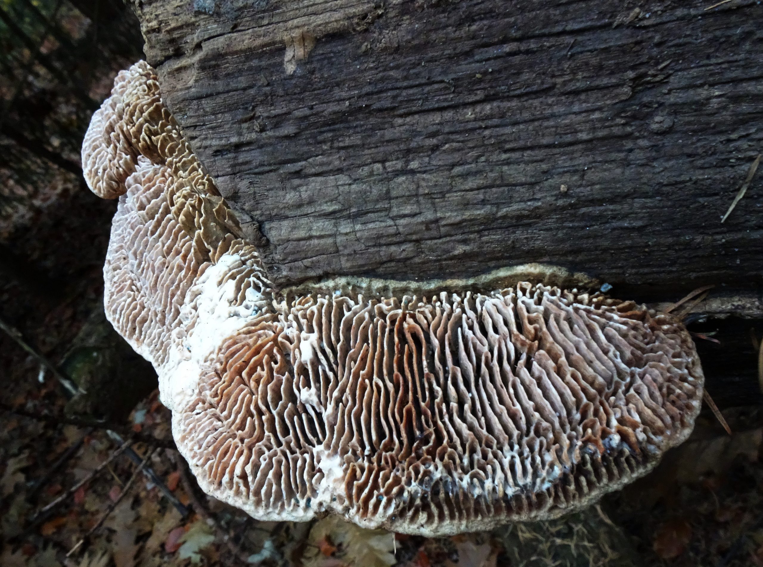 Paddenstoelen