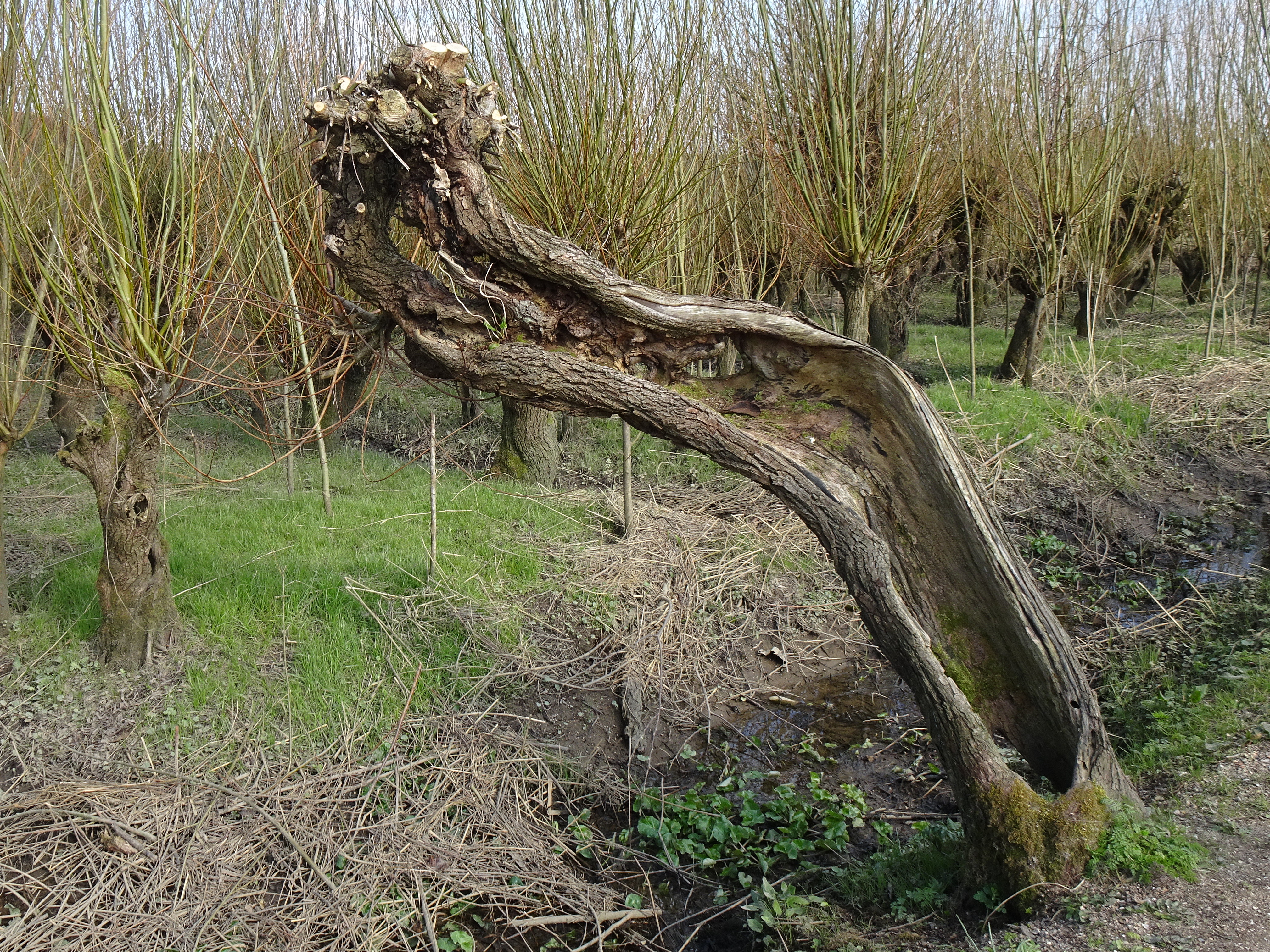 Oude Maas