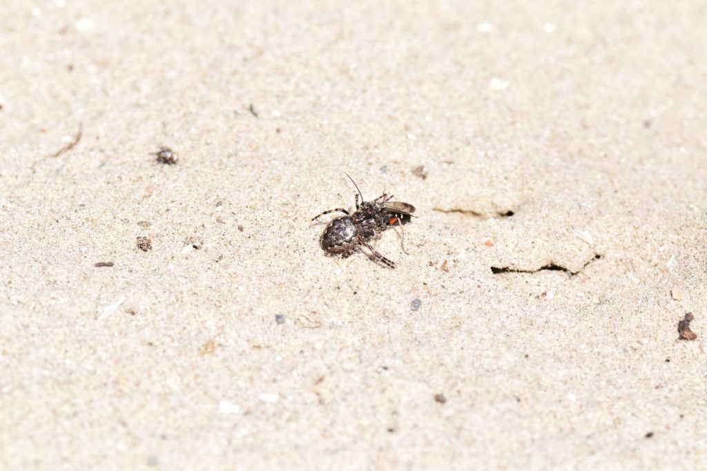 De roodpotige kruisspinnendoder. Met haar kaken aan de poot van de spin geklemd loopt ze achterwaarts richting haar nest